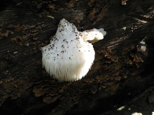 A close-up view of a rather bristly looking fungus.