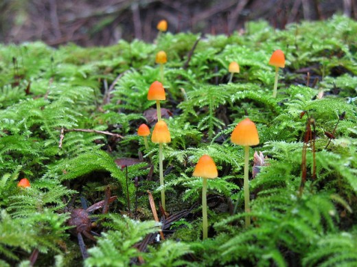 Tiny little bright dots of color among the delicate green woodland floor.  it is obvious these mushrooms are very small because the moss appears to be so large.