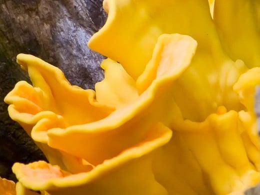 An example of a gorgeous yellow fungi.
