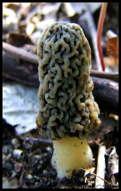 Grey Morel - prized by chefs especially for French cuisine. This morel was 4" tall.