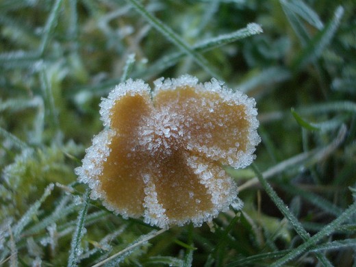 Here is a fungus that has been touched by Jack Frost himself! The ice crystals are phenomenal. 