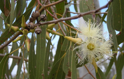 Eucalyptus, an iconic native Australian plant. But due to its drought hardiness it can become a major environmental weed overseas.