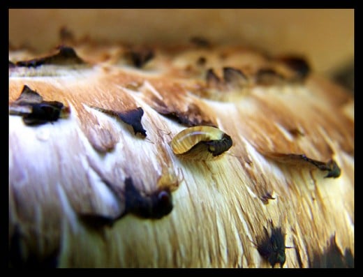 Dryad's Saddle - Notice the drop of liquid cupped on the cap of this mushroom.