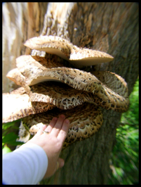 Notice the size of this fungi compared to the lady's hand. A mature Dryad's Saddle can become quite large, 2-3/8 to 24" across.