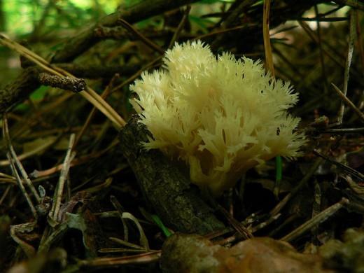 A very frilly fungus is shown in this image.