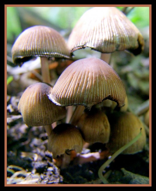 Ink Cap Mushroom. The ribbing is very apparent on the top side of the mushroom cap.