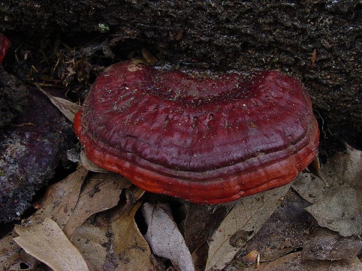 A gorgeous red shelf fungus.