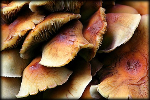 Notice all the great texture and color variations that are exhibited by these fungi.