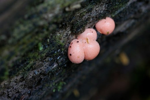 A very tiny pink mushroom. If you look closely, you will see a fuzz on these mushrooms, especially the one closest to the front.
