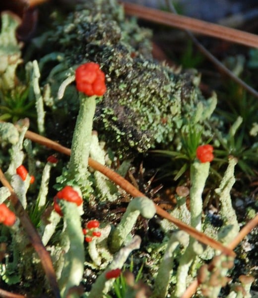This lichen, which is also a fungus, is less than 1/2" tall.