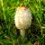 This mushroom has many interesting names: Shaggy Ink Cap, Lawyer's Wig, or Shaggy Mane.