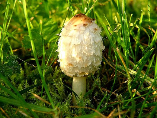 This mushroom has many interesting names: Shaggy Ink Cap, Lawyer's Wig, or Shaggy Mane.