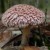 Pink Mop Mushroom