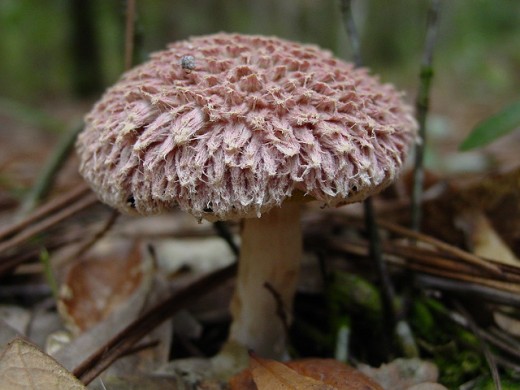 Pink Mop Mushroom
