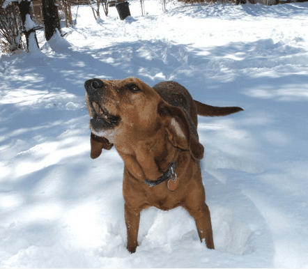 Good air scenting dogs must bark upon finding the missing person