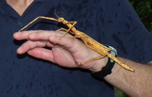 Giant stick insect in the Butterfly Park
