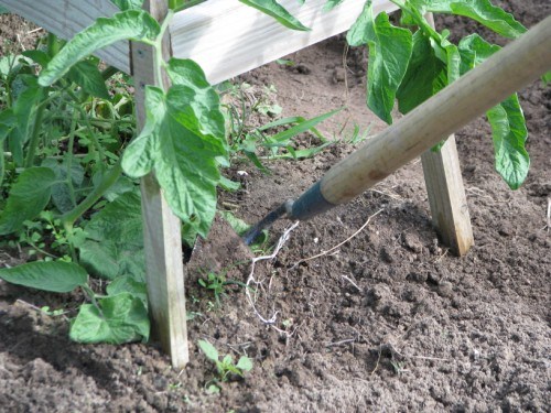 Small head garden hoes allow you to reach in and around plants and supports