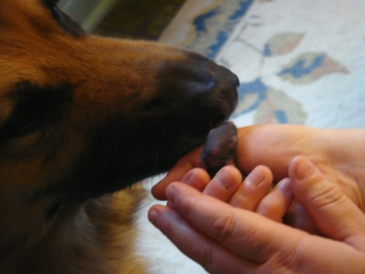 my loving shepherd licking a baby bunny