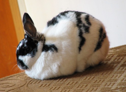 How to Raise a Pet Rabbit Indoors How to Raise a Pet Rabbit Indoors
