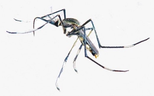 A female Toxorhynchites speciosus.  Females can be differentiated from the males as they have plain antennae.  Males of all mosquito species have plumed antennae.