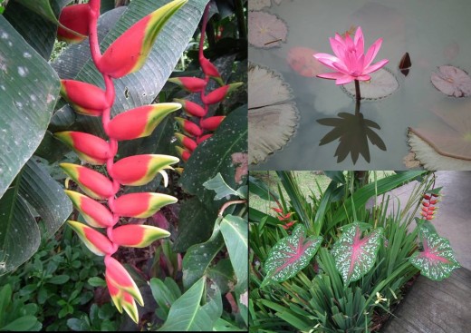 Beautiful flowers