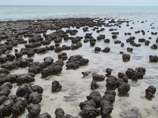 Stromatolites in Shark Bay, Western Australia