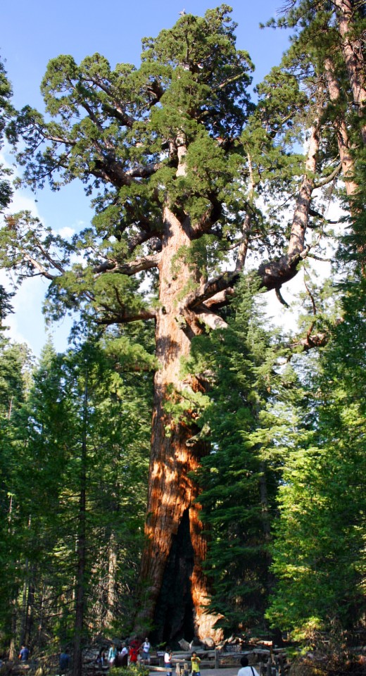 Sequoiadendron giganteum "The "Grizzly Giant" tree in Mariposa Grove, Yosemite National Park"