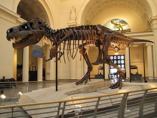 "Sue" the T rex