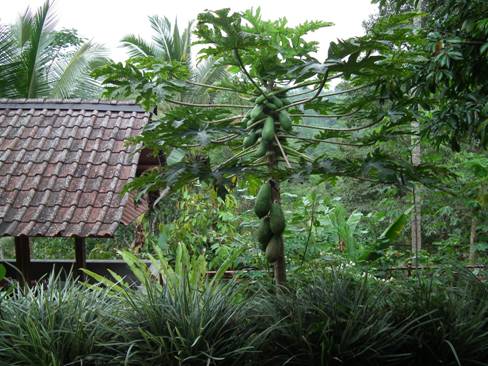 Oka Agra Wisata coffee plantation in Kintamani