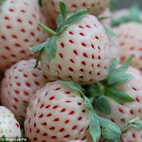 pineberry fruit