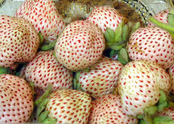 Frutilla Chilena