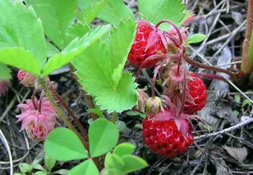 Fragaria virginiana