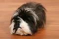 What Items Do You/I Need to Buy/Get for My New Guinea Pig? (What to Put in the Cage)