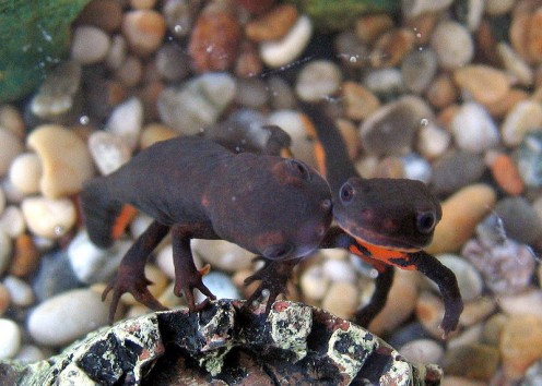 Two Chinese Fire Bellied Newts (Cynop pyrrhogaster) Angela (right) Nick (left)
