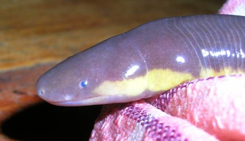 Caecilian