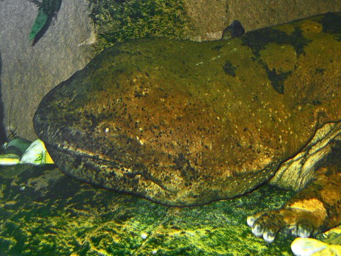 Giant Chinese Salamander