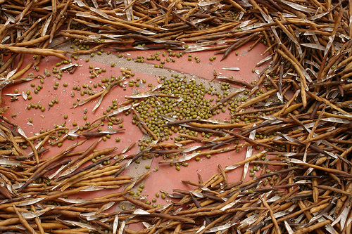 Mung Bean Harvesting, by Don Fulano