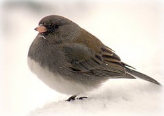 Dark Eyed Junco standing on one foot, and warming the other under his chest feathers.