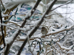 Tree Sparrow in snowstorm.