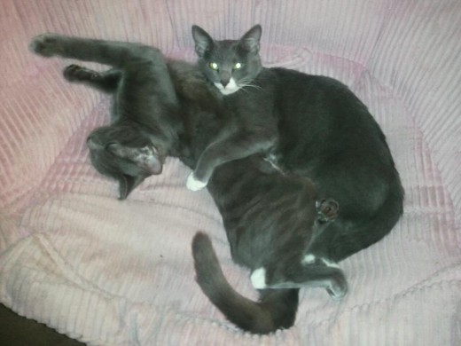 Loki & Thor (The brothers)