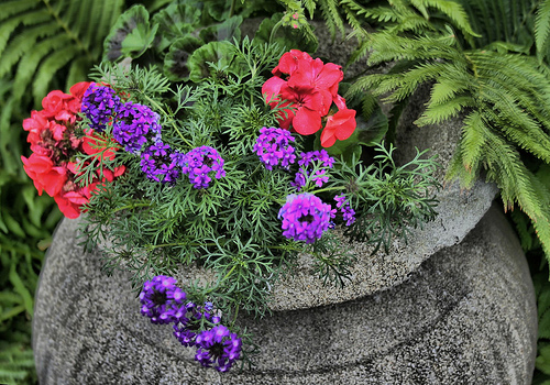 Purple Verbena, Pink Geranium and Fern combination planter.