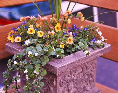 Dracaena Spike, Terra Cotta Mini Calibrachoa Petunia, Blue Lobelia and White Bacopa combination planter.