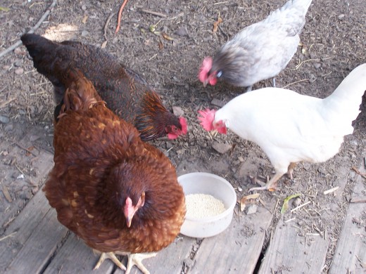 Chickens in a City Back Yard, 2011