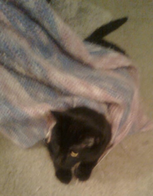 Chavez: Cute kitty or Facsist feline?