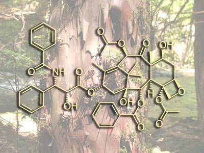 The structural formula of Taxol, one of the most widely used anti-cancer therapies: derived from the Pacific Yew Tree. Sold as Paclitaxel.