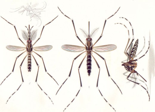 Aedes aegypti from a 1905 drawing.  One of the principle vectors of the dengue virus.  It also transmits yellow fever in some regions.