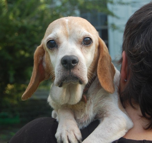 The 'Tiny' Beagle who's loss broke my heart. She died of a stroke not too long ago and left me feel abandoned.