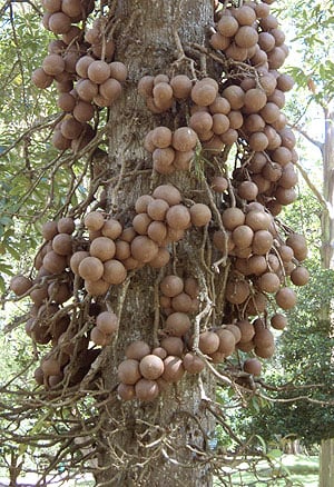 Cannonball Tree (Couroupita guianensis)