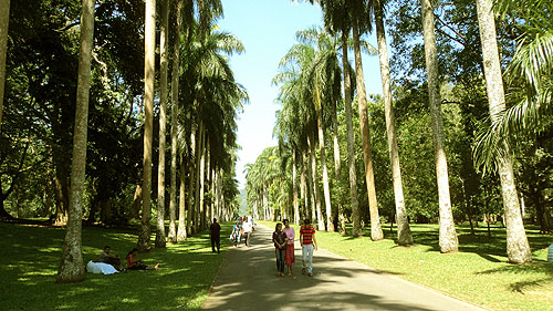 Royal Palm Avenue