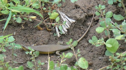 Lizard in corn field